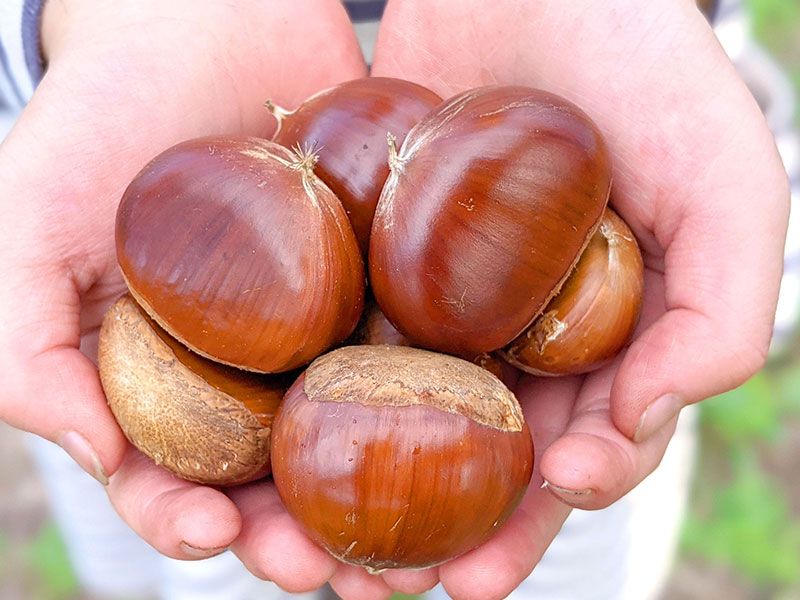 茨城県笠間市 かねこ農園 - 品種別収獲により、確実にお客様のお好みの