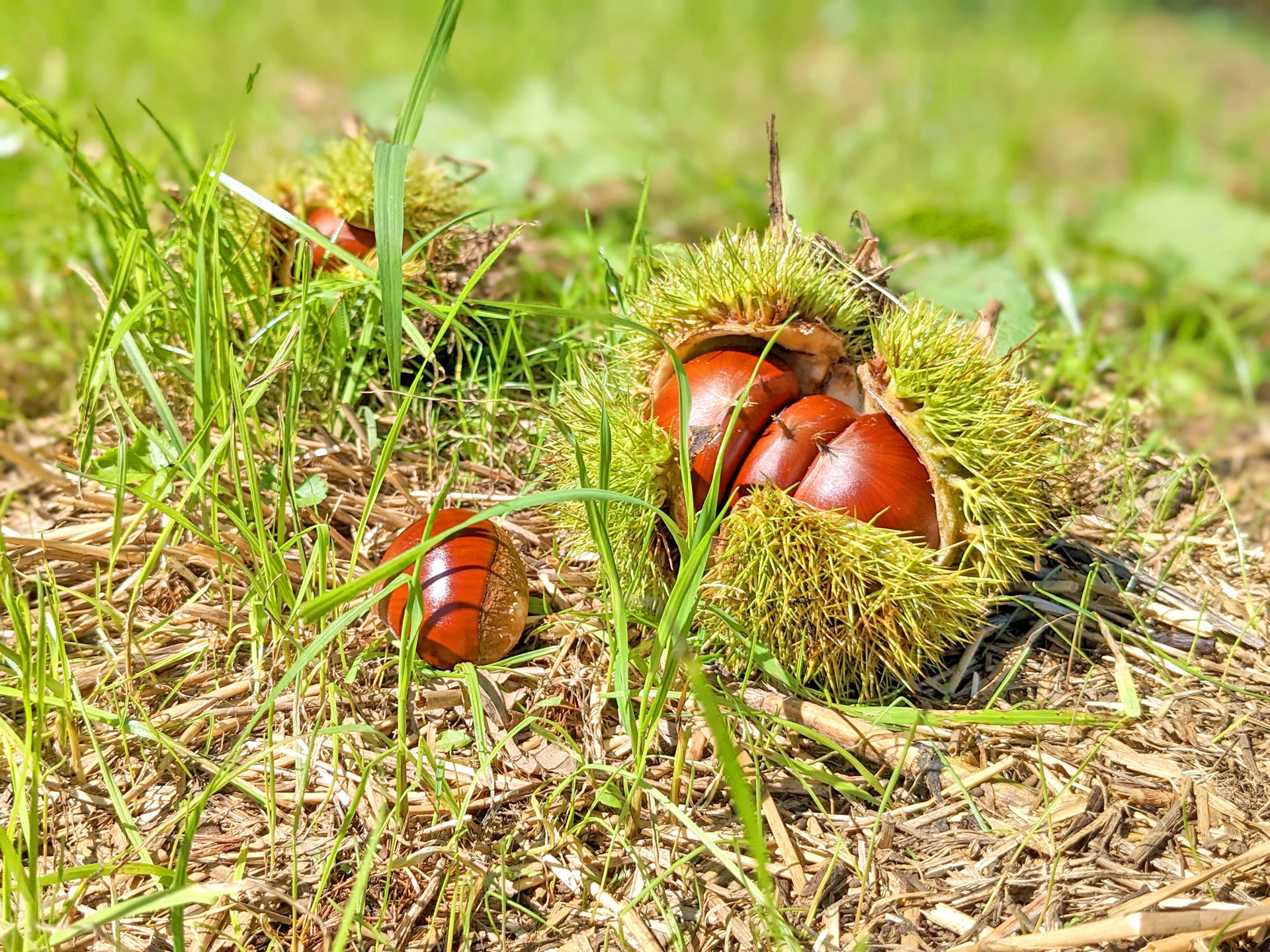 茨城県笠間市 かねこ農園 - 品種別収獲により、確実にお客様のお好みの